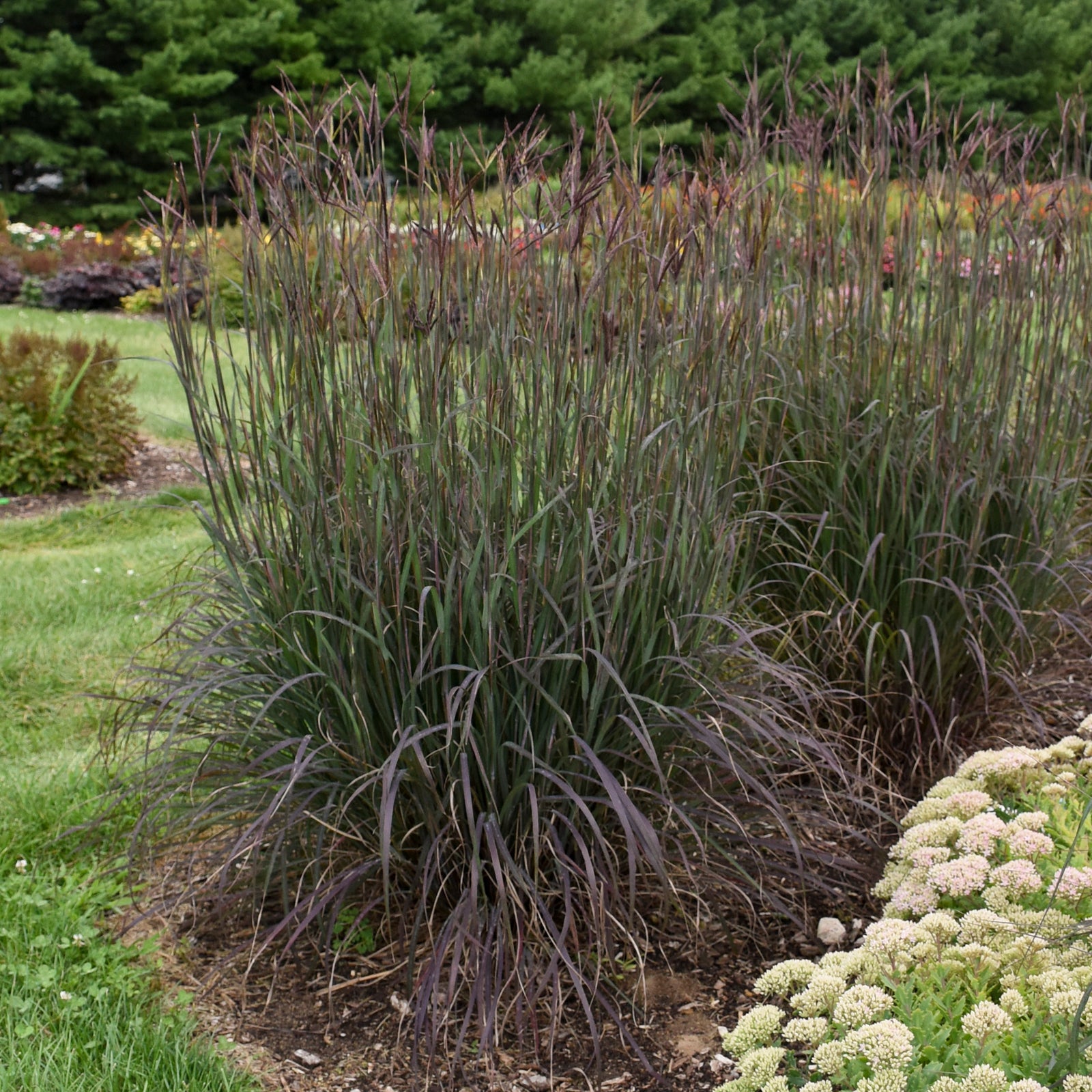 Andropogon gerardii Blackhawks PP27949, EUPBRAF Blackhawks Big Blue Stem