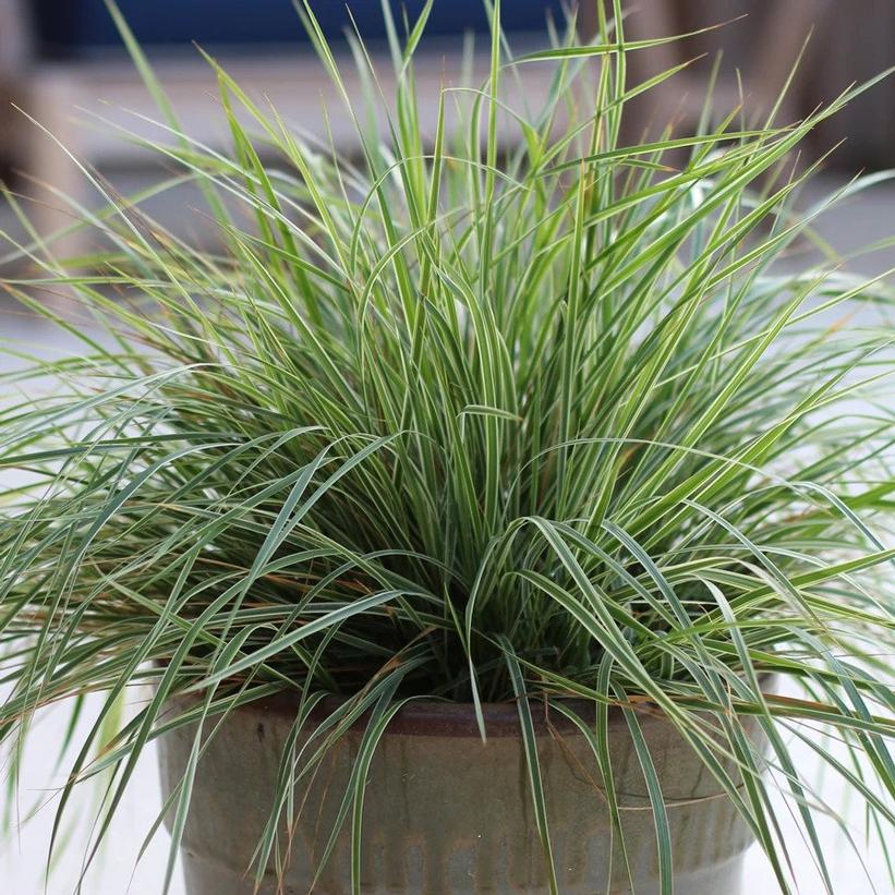 Calamagrostis acutiflora Hello Spring Variegated Feather Reed Grass