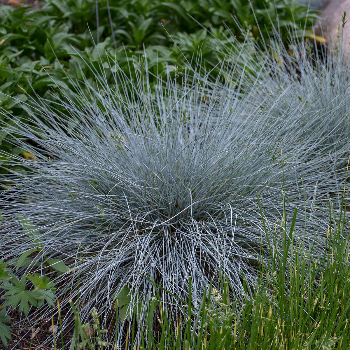 Festuca glauca Blue Whiskers PP29200 Blue Whiskers Fescue