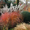 Miscanthus sinensis Fire Dragon Fire Dragon Maiden Grass