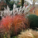 Miscanthus sinensis Fire Dragon Fire Dragon Maiden Grass