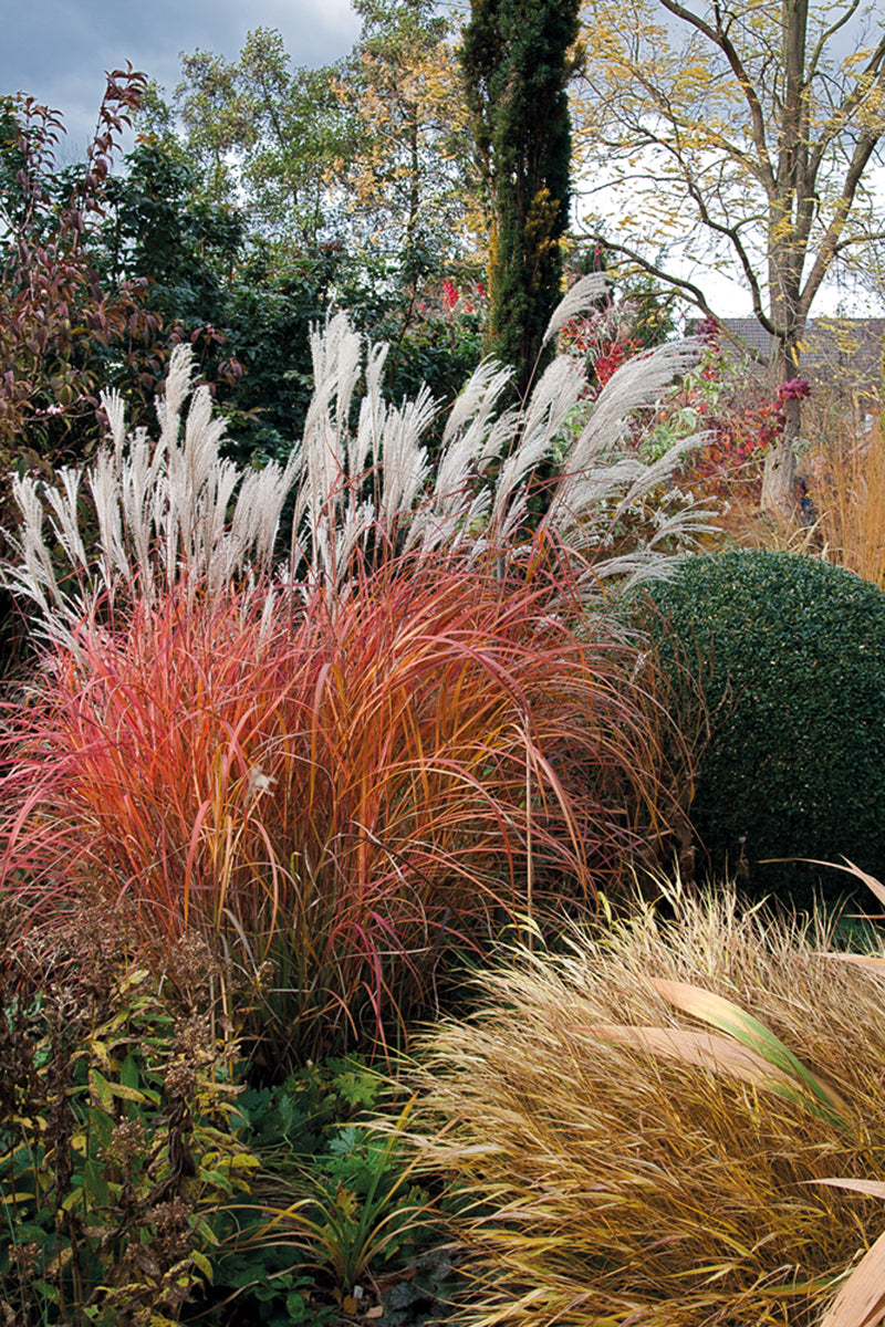 Miscanthus sinensis Fire Dragon Fire Dragon Maiden Grass