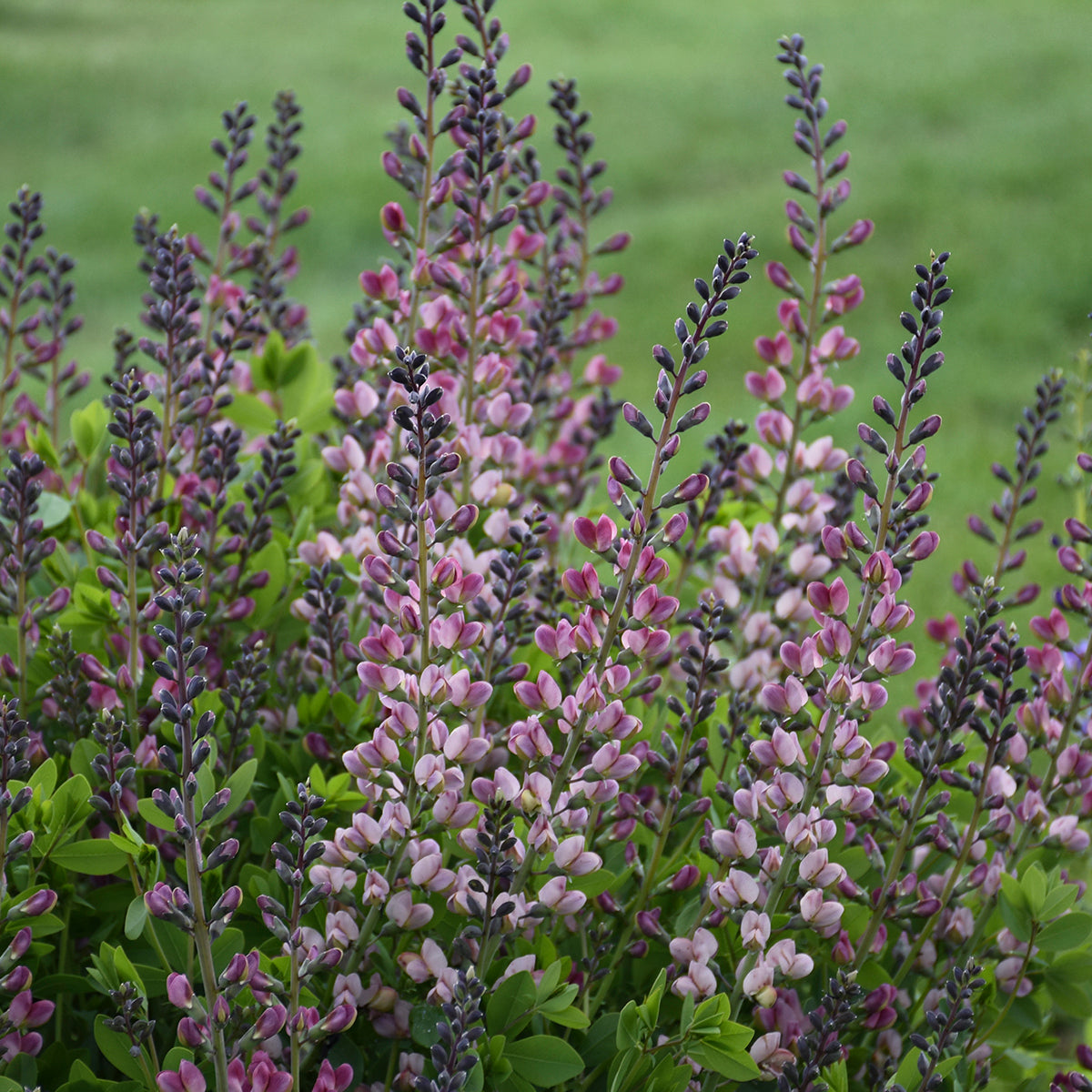 Baptisia x Pink Truffles PP26588, CPBRAF False Indigo