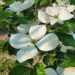 Cornus kousa Snow Tower PPAF Snow Tower Dogwood