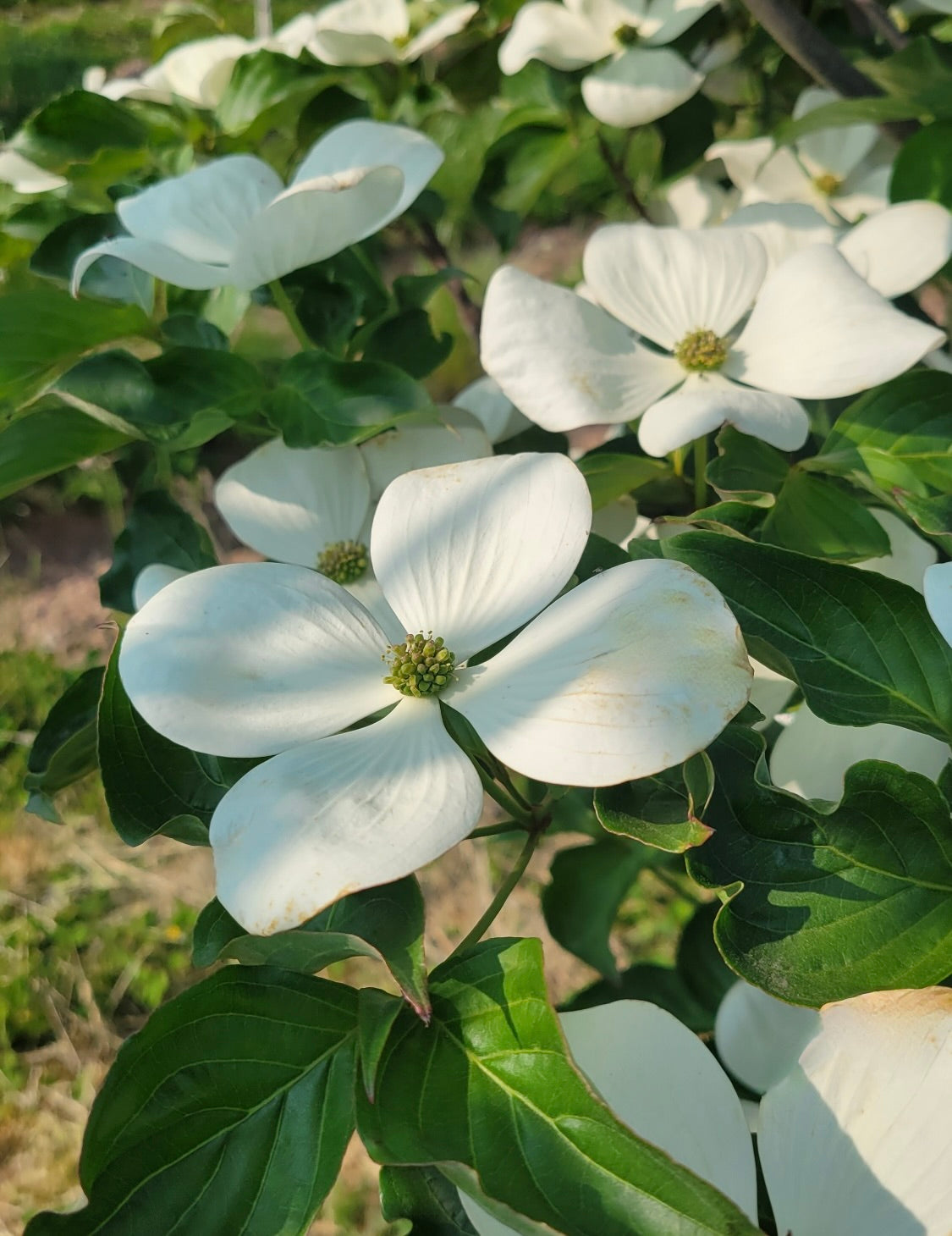 Cornus kousa Snow Tower PPAF Snow Tower Dogwood