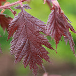 Corylus avellana Burgundy Lace PP28216 Cutleaf Hazelnut