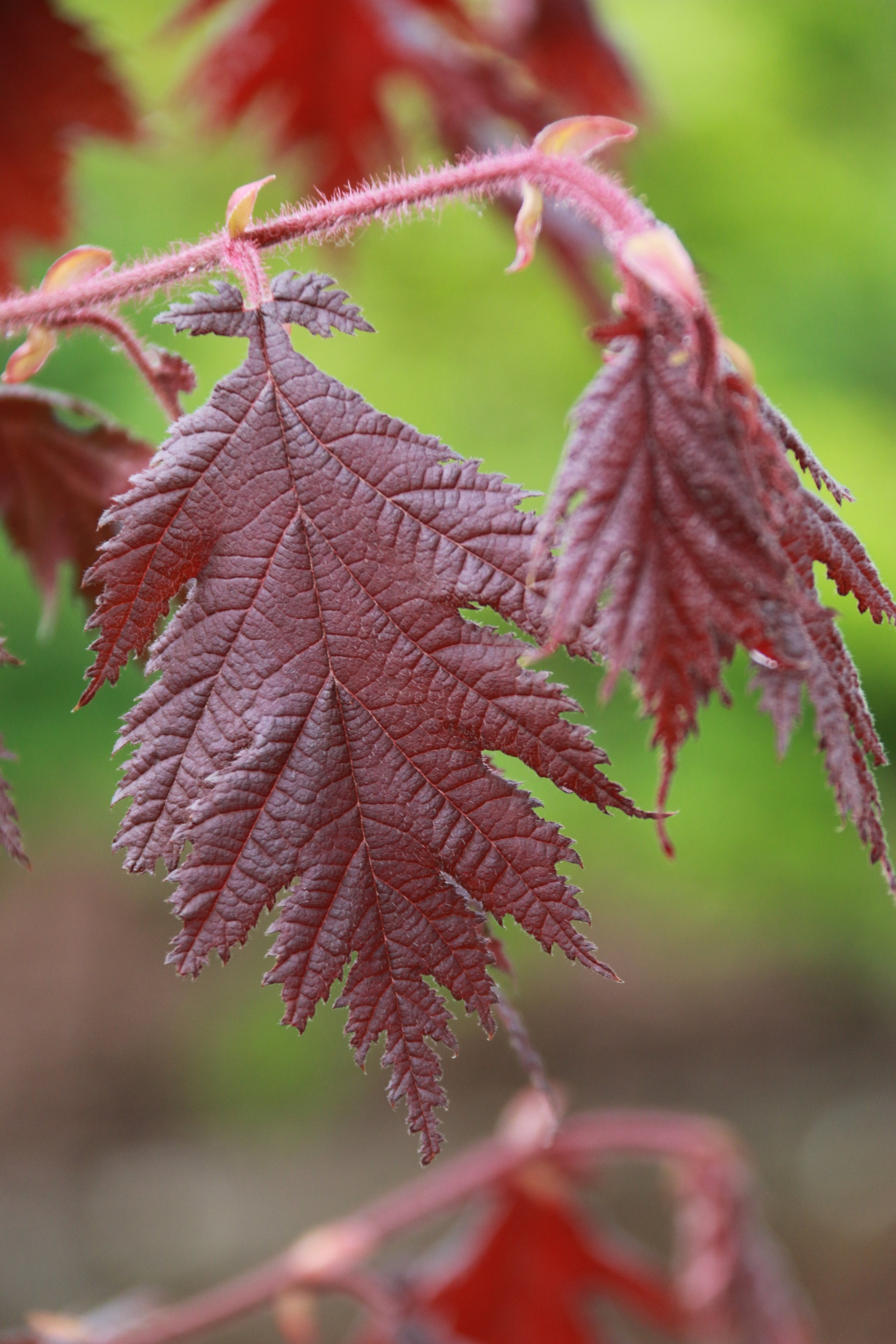 Corylus avellana Burgundy Lace PP28216 Cutleaf Hazelnut