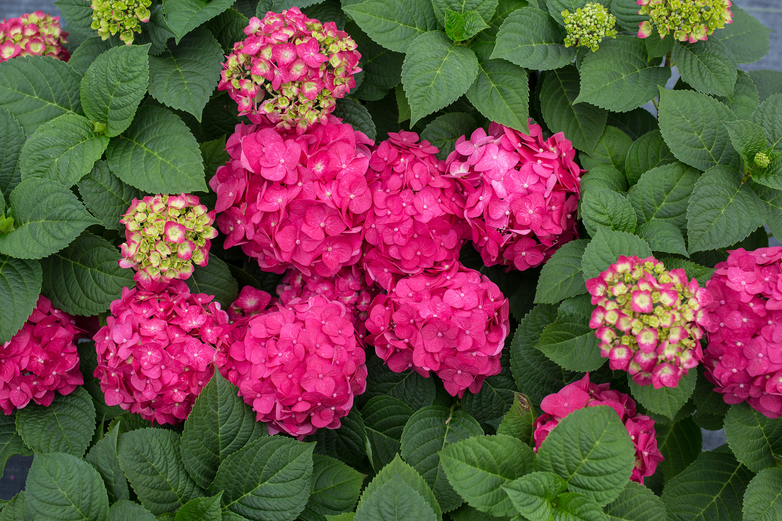 Hydrangea macrophylla Endless Summer Summer Crush Bailmacfive PP30359 Summer Crush Hydrangea