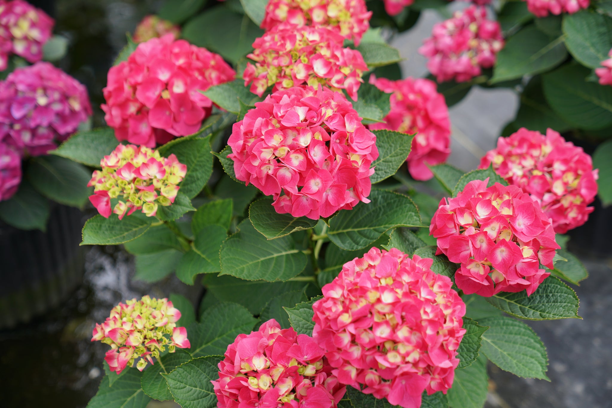 Hydrangea macrophylla Wee Bit Giddy SMNHML PPAF, CPBRAF Wee Bit Giddy Hydrangea