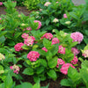 Hydrangea macrophylla Let's Dance Big Band SMNHMP PPAF, CPBRAF Let's Dance Big Band Hydrangea