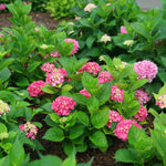 Hydrangea macrophylla Let's Dance Big Band SMNHMP PPAF, CPBRAF Let's Dance Big Band Hydrangea