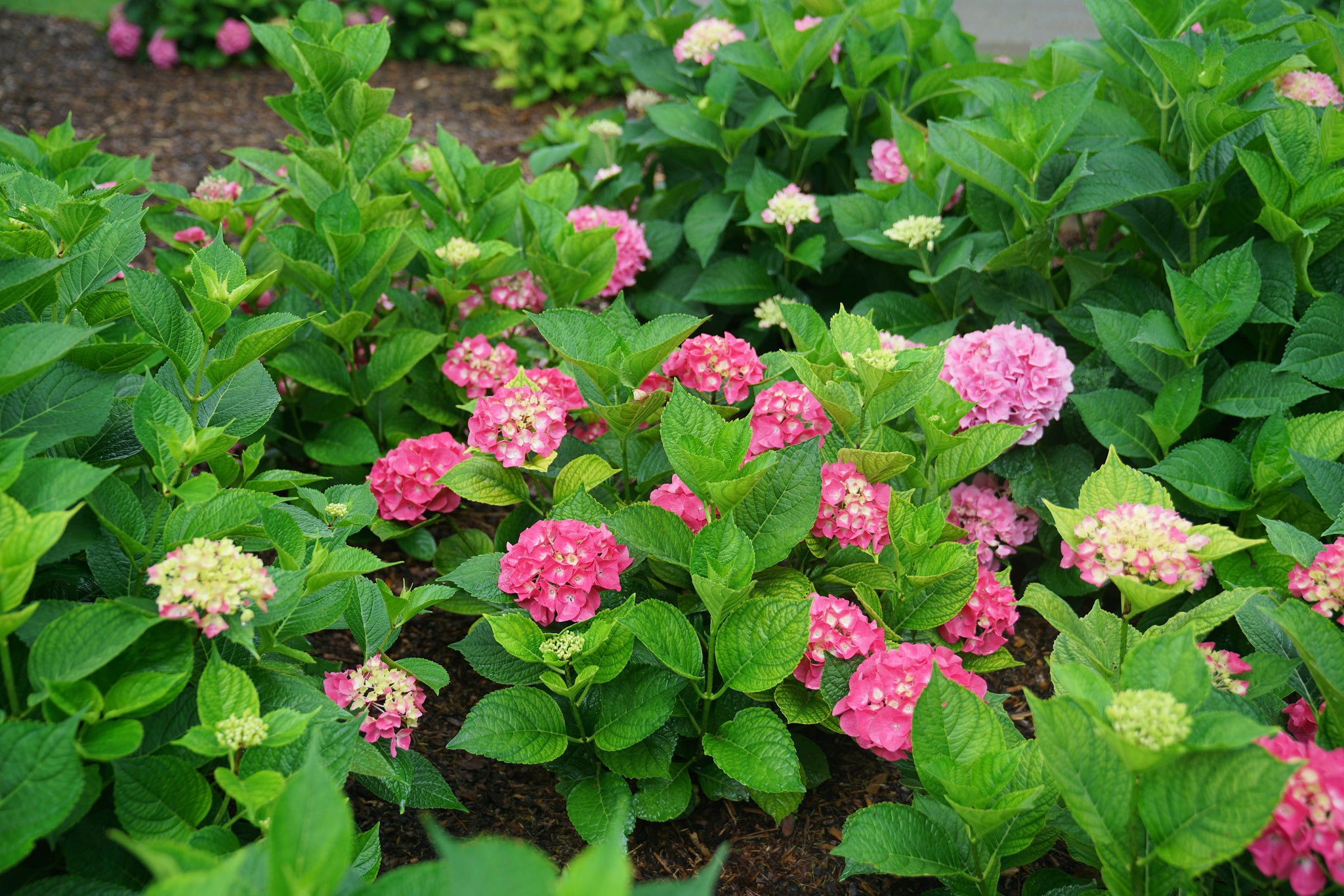 Hydrangea macrophylla Let's Dance Big Band SMNHMP PPAF, CPBRAF Let's Dance Big Band Hydrangea