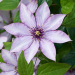 Clematis Samaritan Jo Evipo075 PPAF Samaritan Jo Clematis