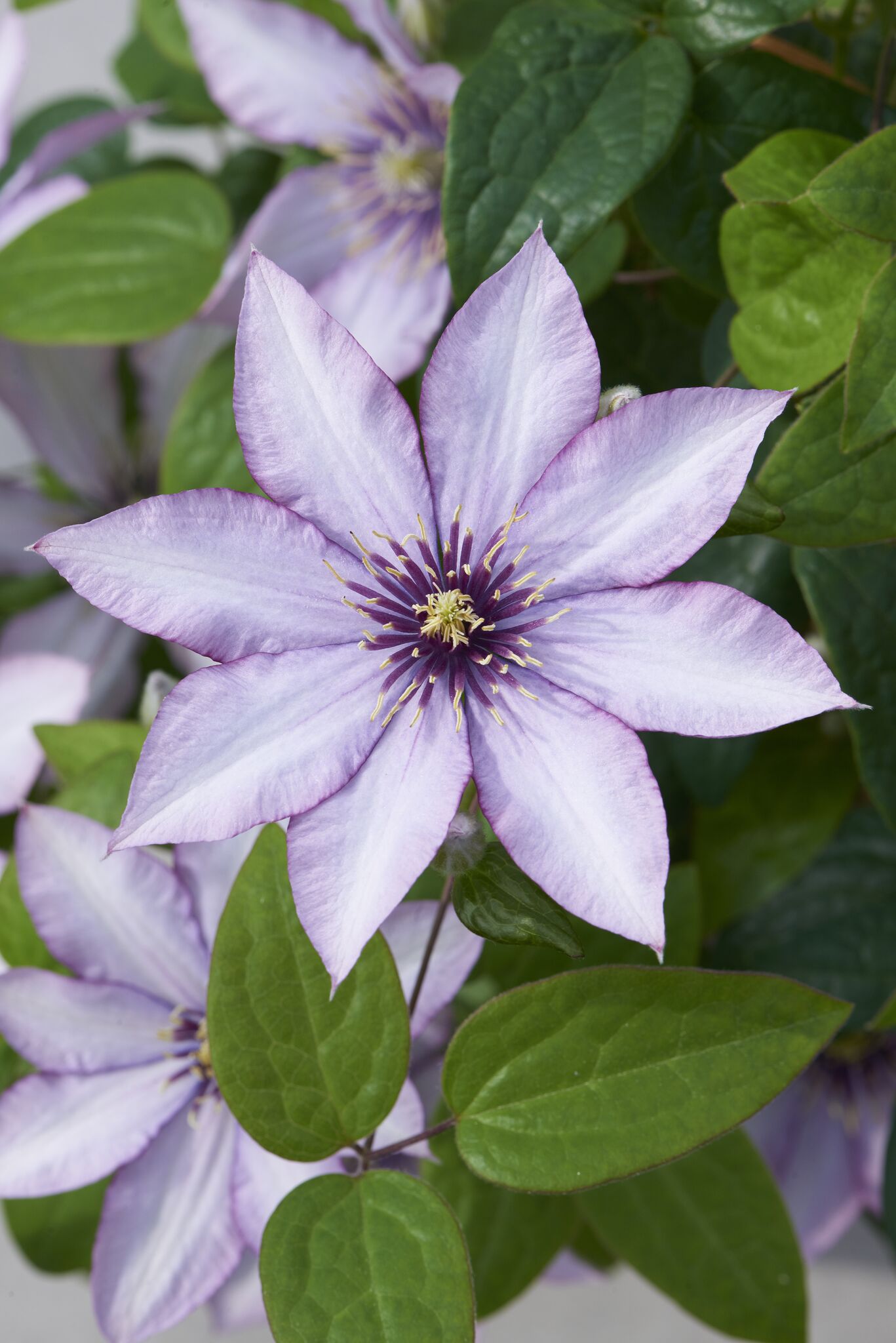 Clematis Samaritan Jo Evipo075 PPAF Samaritan Jo Clematis