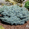 Picea pungens Christina Christina Blue Spruce