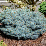 Picea pungens Christina Christina Blue Spruce