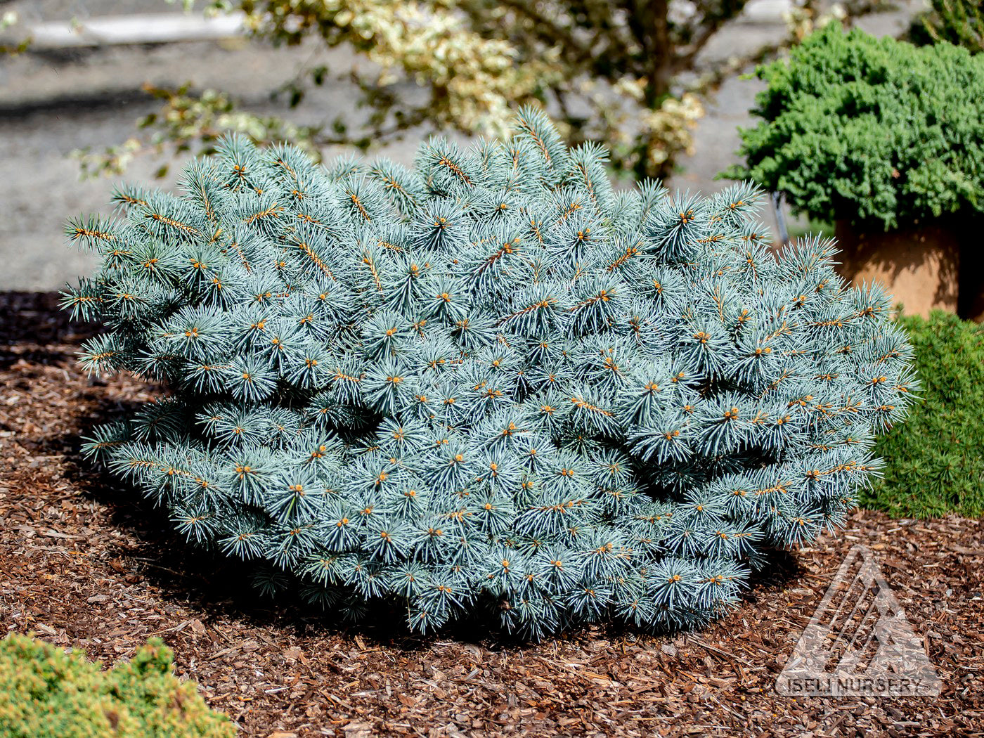 Picea pungens Christina Christina Blue Spruce