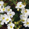 Potentilla fruticosa Bella Bianca PPAF, CPBRAF Bella Bianca Cinquefoil