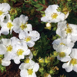 Potentilla fruticosa Bella Bianca PPAF, CPBRAF Bella Bianca Cinquefoil