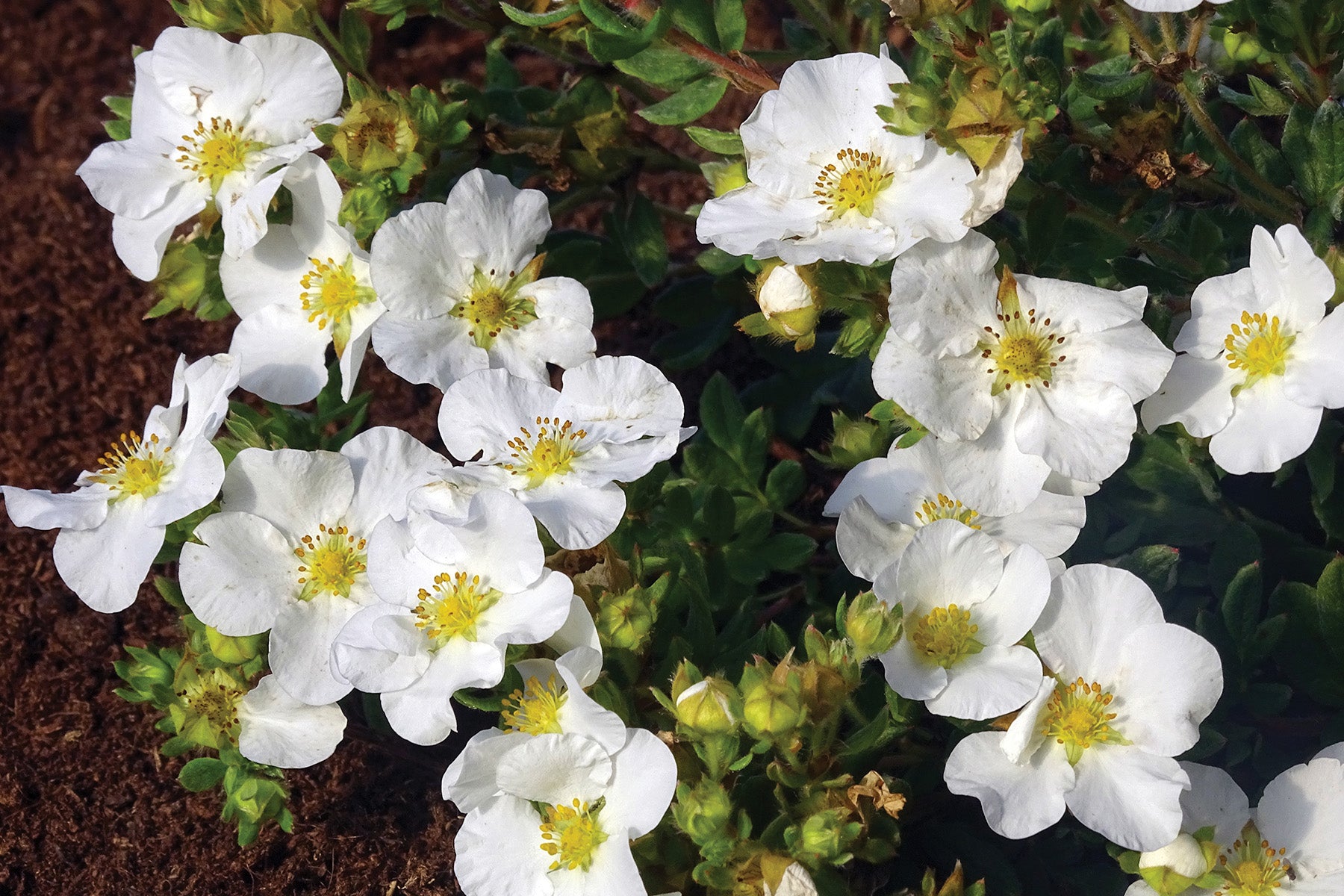 Potentilla fruticosa Bella Bianca PPAF, CPBRAF Bella Bianca Cinquefoil