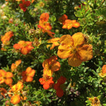 Potentilla fruticosa Bella Sol Bella Sol Cinquefoil