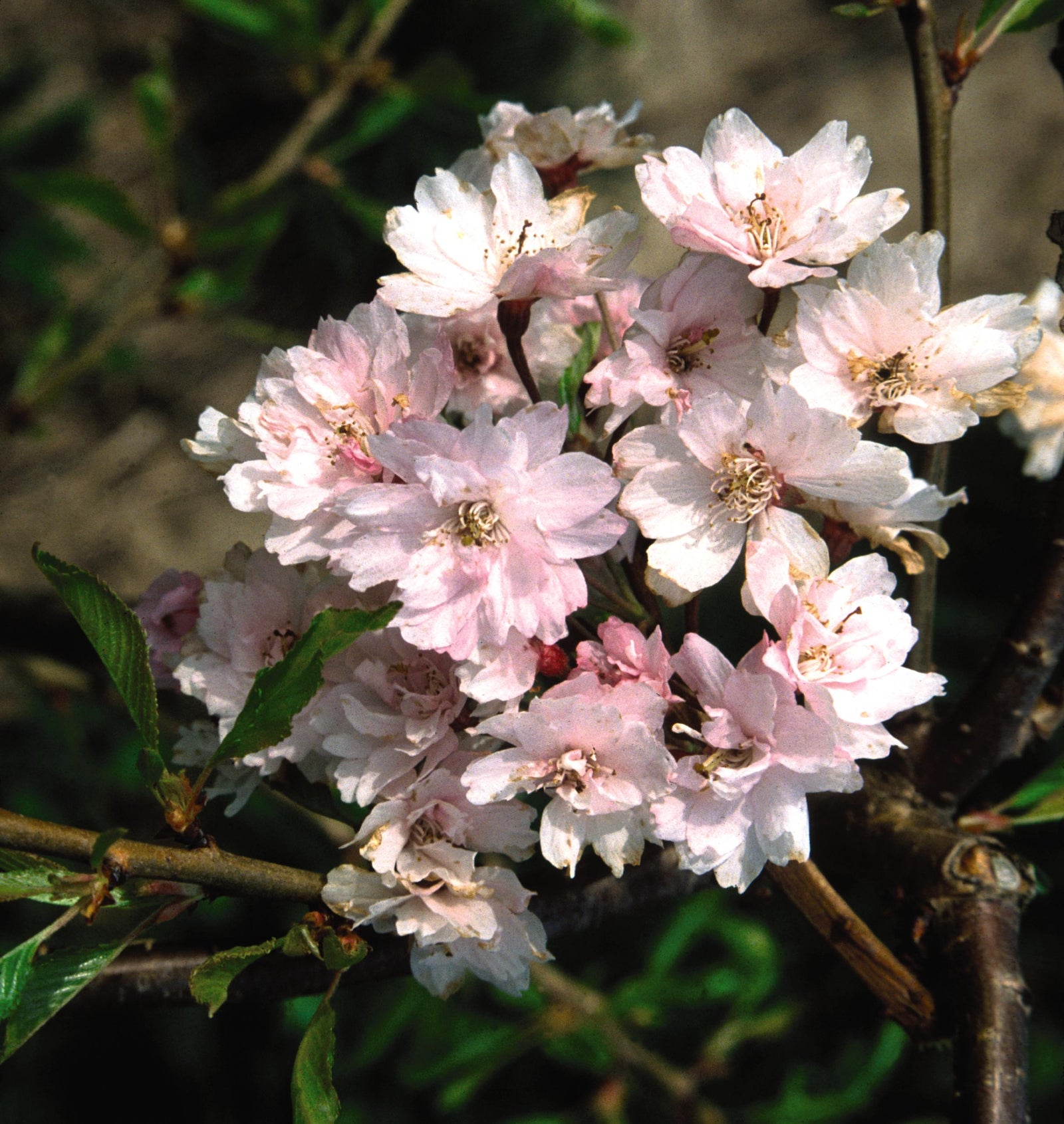 Prunus subhirtella Pendula Plena Rosea Double Weeping Cherry