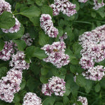 Syringa x Baby Kim SMNSDTP Baby Kim Dwarf Lilac