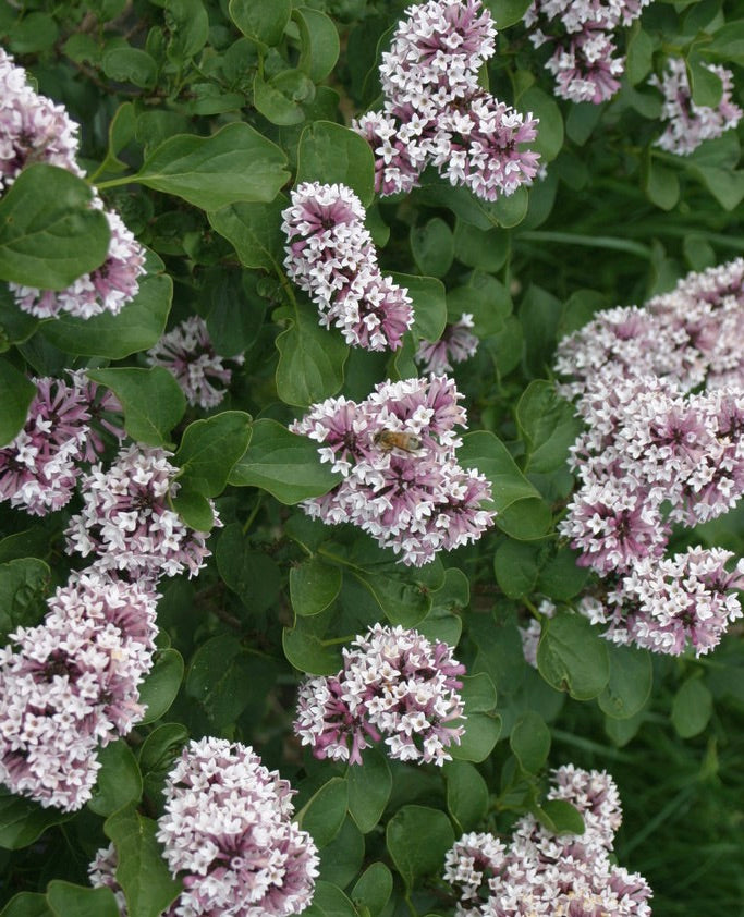 Syringa x Baby Kim SMNSDTP Baby Kim Dwarf Lilac