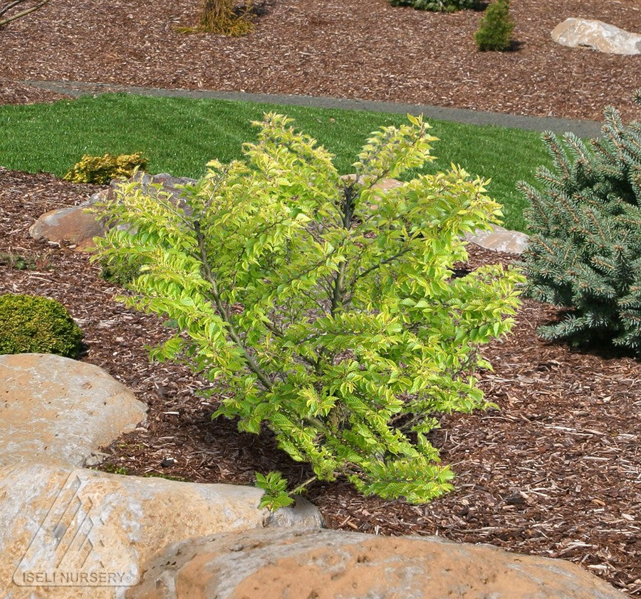 Ulmus x hollandica Jacqueline Hillier Dwarf Dutch Elm