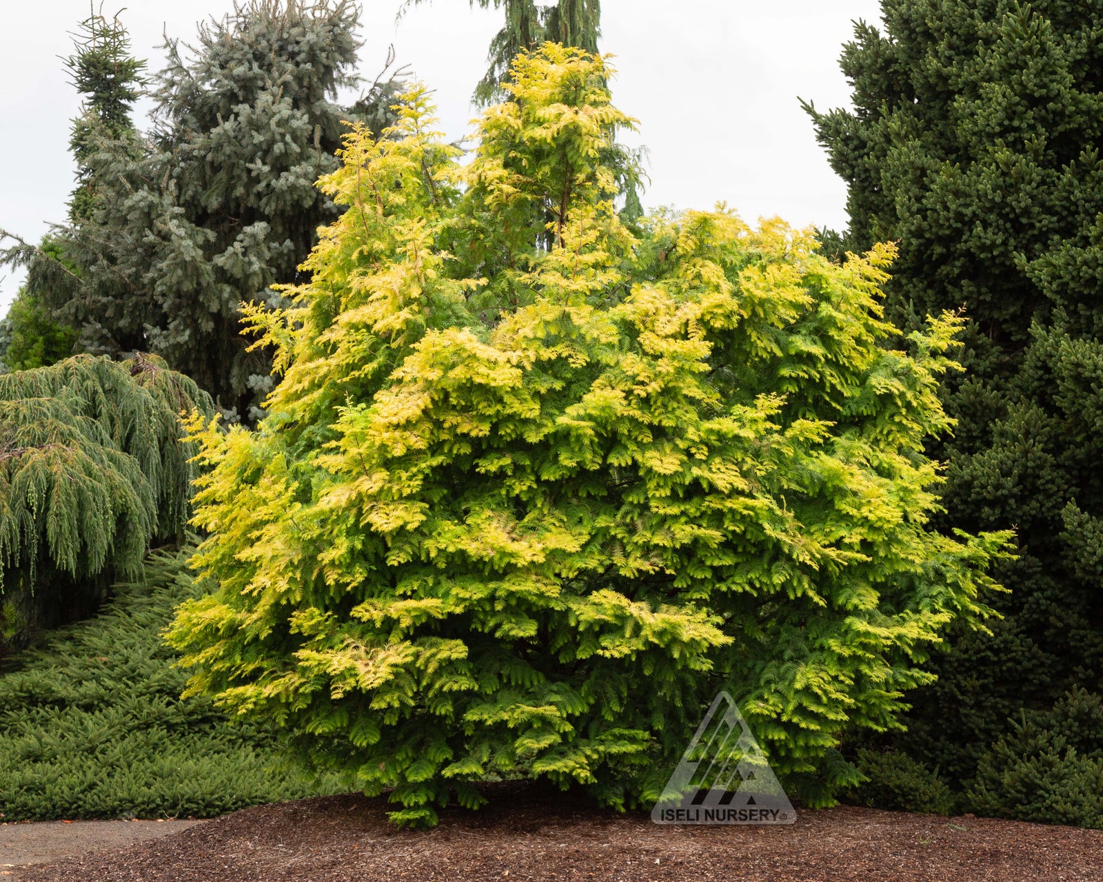 Metasequoia glyptostroboides Amber Glow WAH 08AG Amber Glow Dawn Redwood