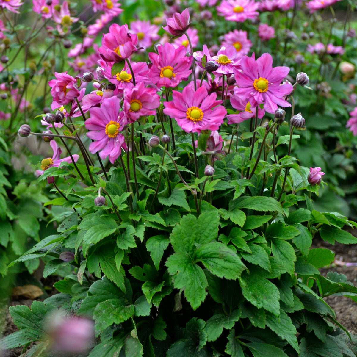 Anemone x hybrida Curtain Call Deep Rose PPAF PP30520 Japanese Anemone