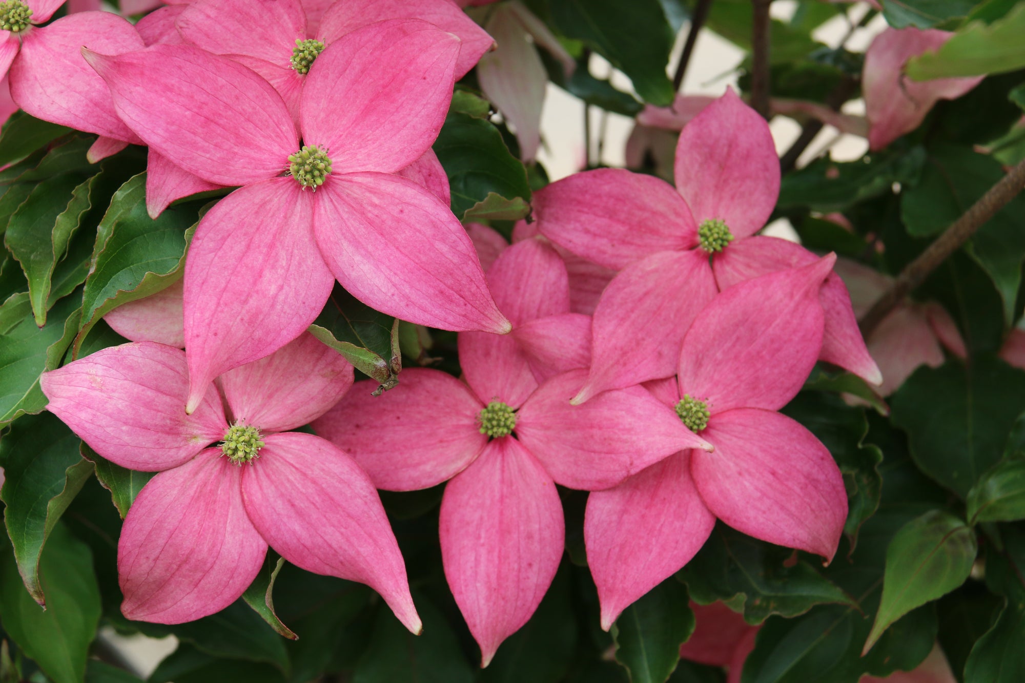 Cornus kousa Scarlet Fire Rutpink PP28311 Scarlet Fire Dogwood