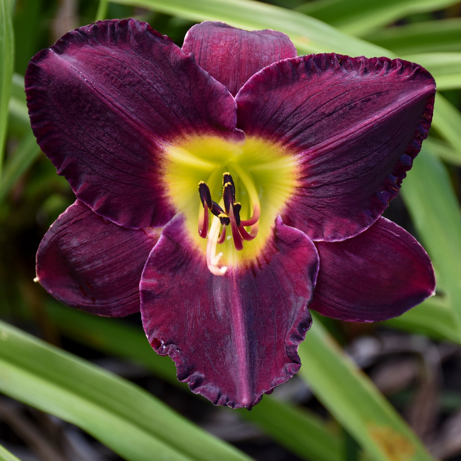 Hemerocallis Bela Lugosi Daylily