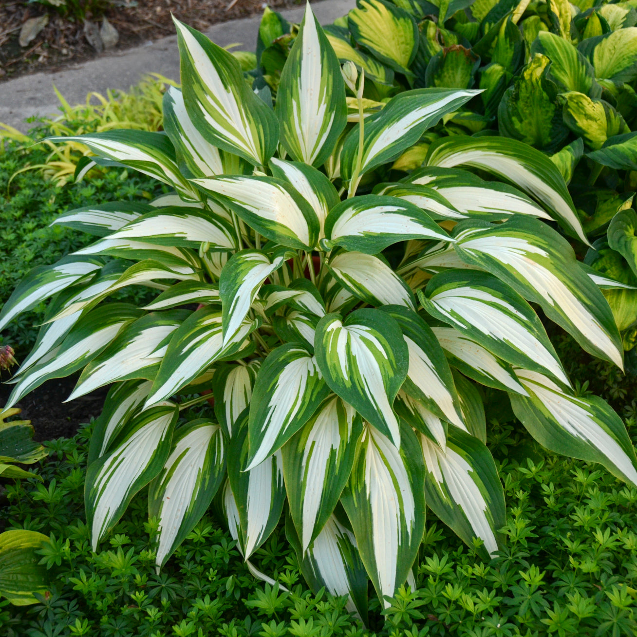 Hosta Cool as a Cucumber Plantain Lily