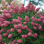 Hydrangea paniculata Fire Light SMHPFL PP25135, CBR 5160 Fire Light Hydrangea