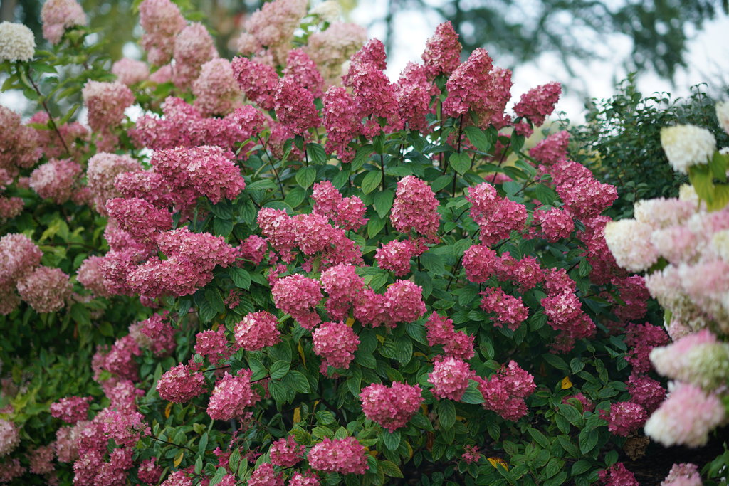 Hydrangea paniculata Fire Light SMHPFL PP25135, CBR 5160 Fire Light Hydrangea