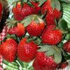 Strawberry Honeoye Honeoye Strawberry