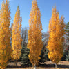 Betula platyphylla Parkland Pillar Jefpark PPAF, CPBRAF Parkland Pillar Asian White Birch