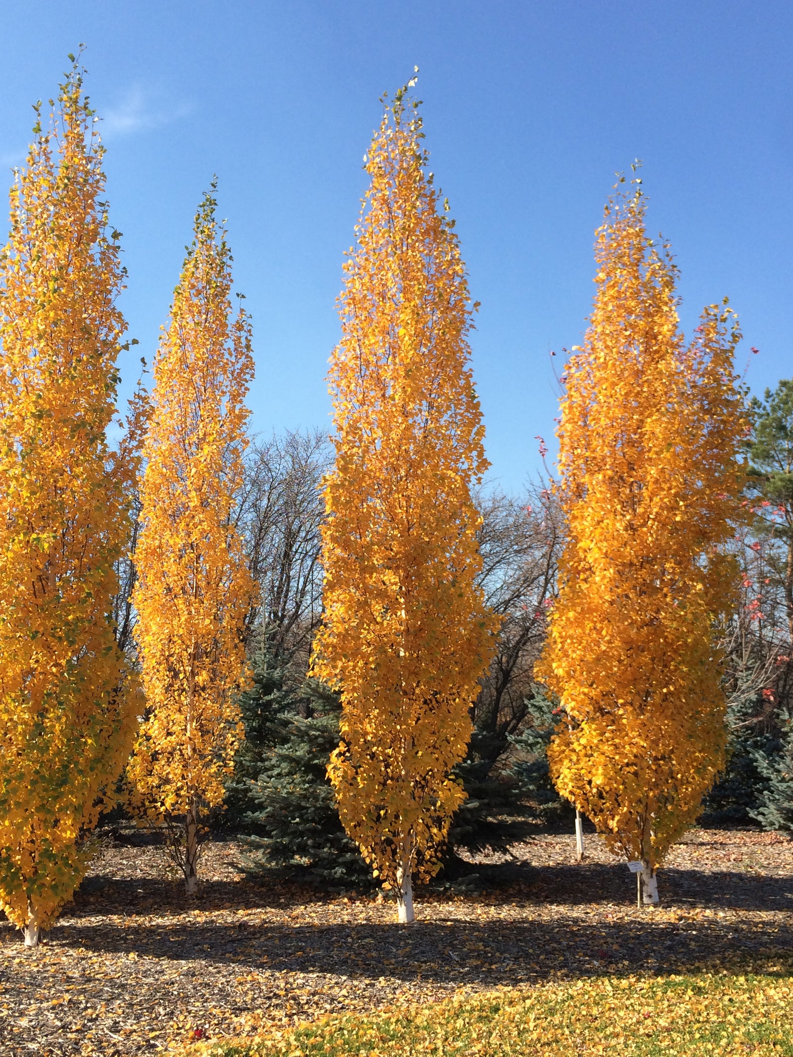 Betula platyphylla Parkland Pillar Jefpark PPAF, CPBRAF Parkland Pillar Asian White Birch