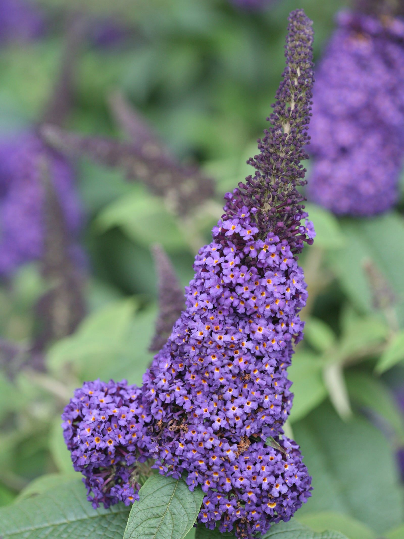 Buddleia x Pugster Blue SMNBDBT PP28794 Pugster Blue Butterfly Bush