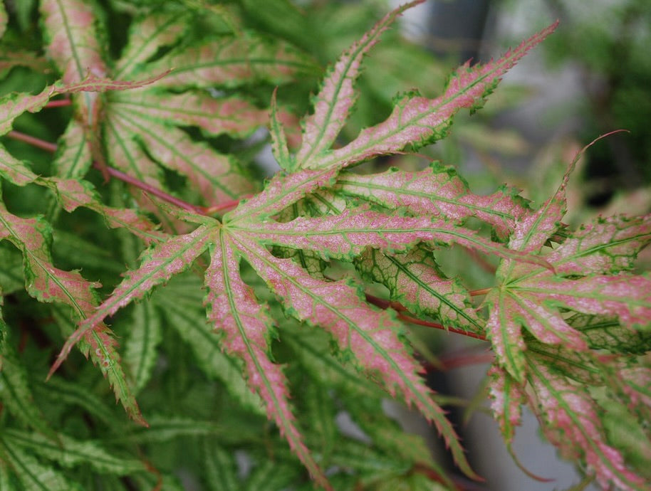 Acer palmatum Peaches and Cream Variegated Japanese Maple