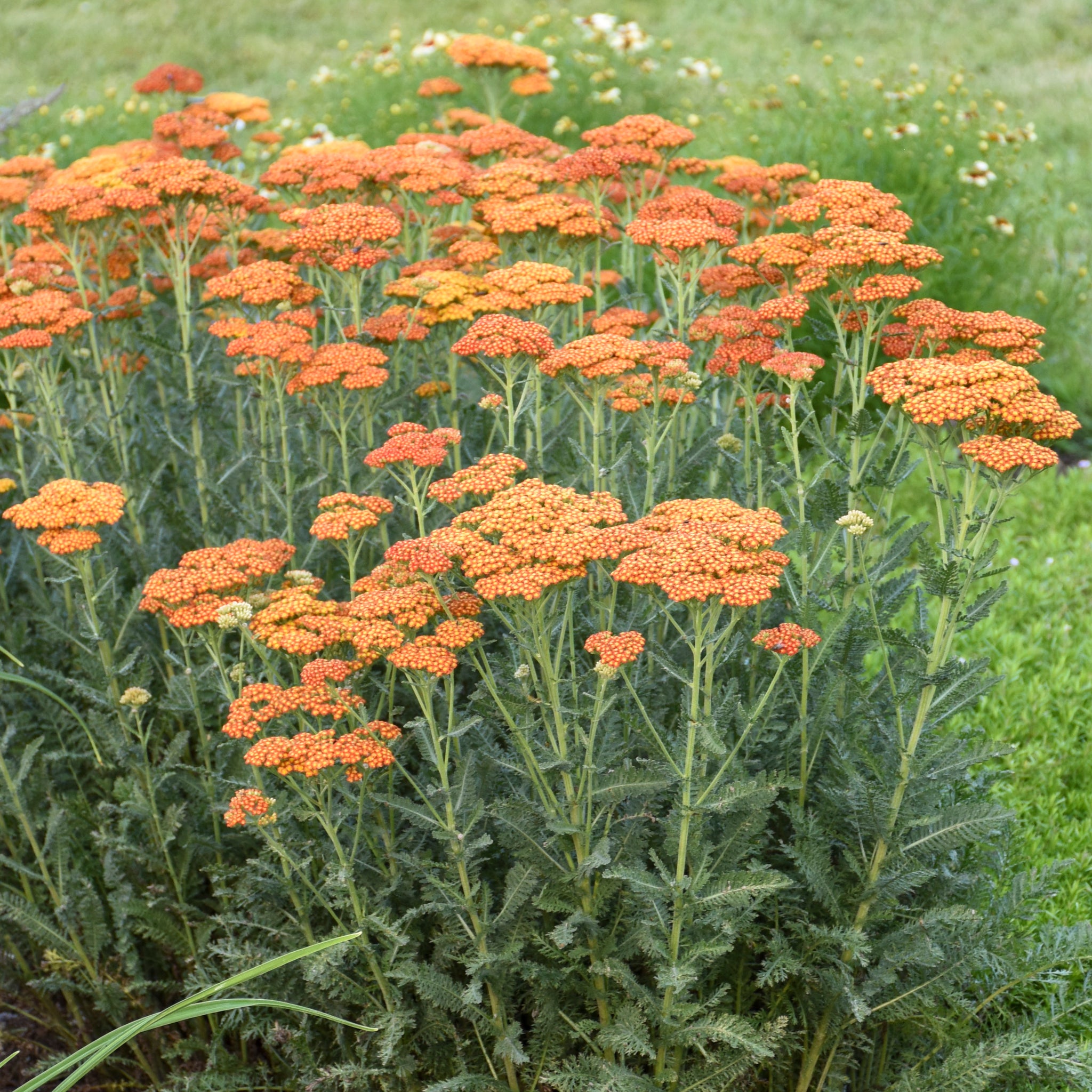 Achillea x Sassy Summer Sunset PP31412 Yarrow