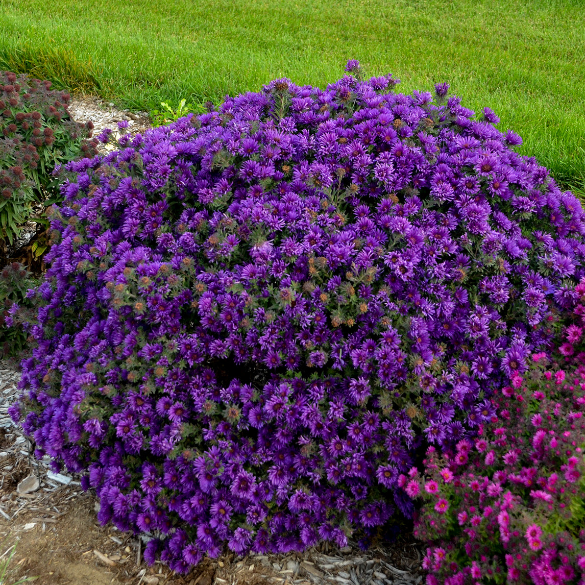 Aster novae angliae Grape Crush PPAF New England Aster