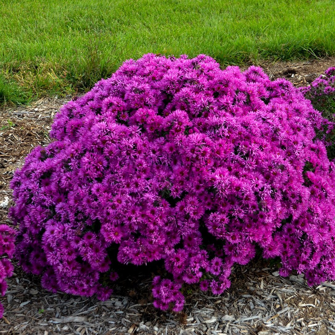 Aster novae angliae Pink Crush PPAF New England Aster