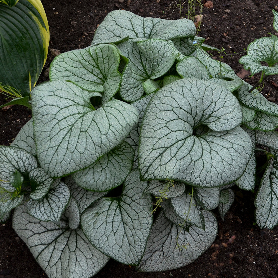 Brunnera macrophylla Sterling Silver PP31280 Siberian Bugloss