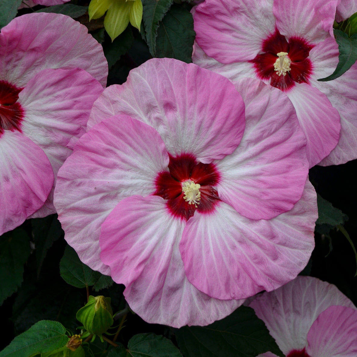 Hibiscus x Moonshadow Carmine Moonshadow Carmine Rose Mallow