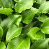 Hosta Shiny Sonata Plantain Lily