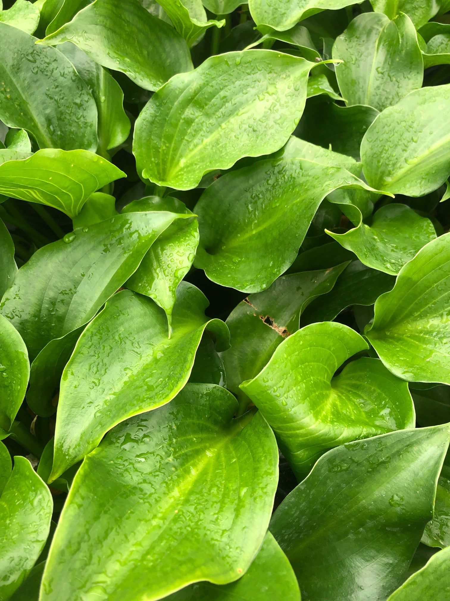 Hosta Shiny Sonata Plantain Lily