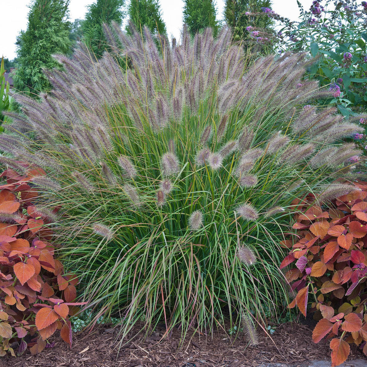 Pennisetum alopecuroides Desert Plains PP20751 Desert Plains Fountain Grass