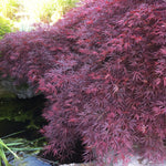 Acer palmatum dissectum Crimson Queen Crimson Queen Japanese Maple